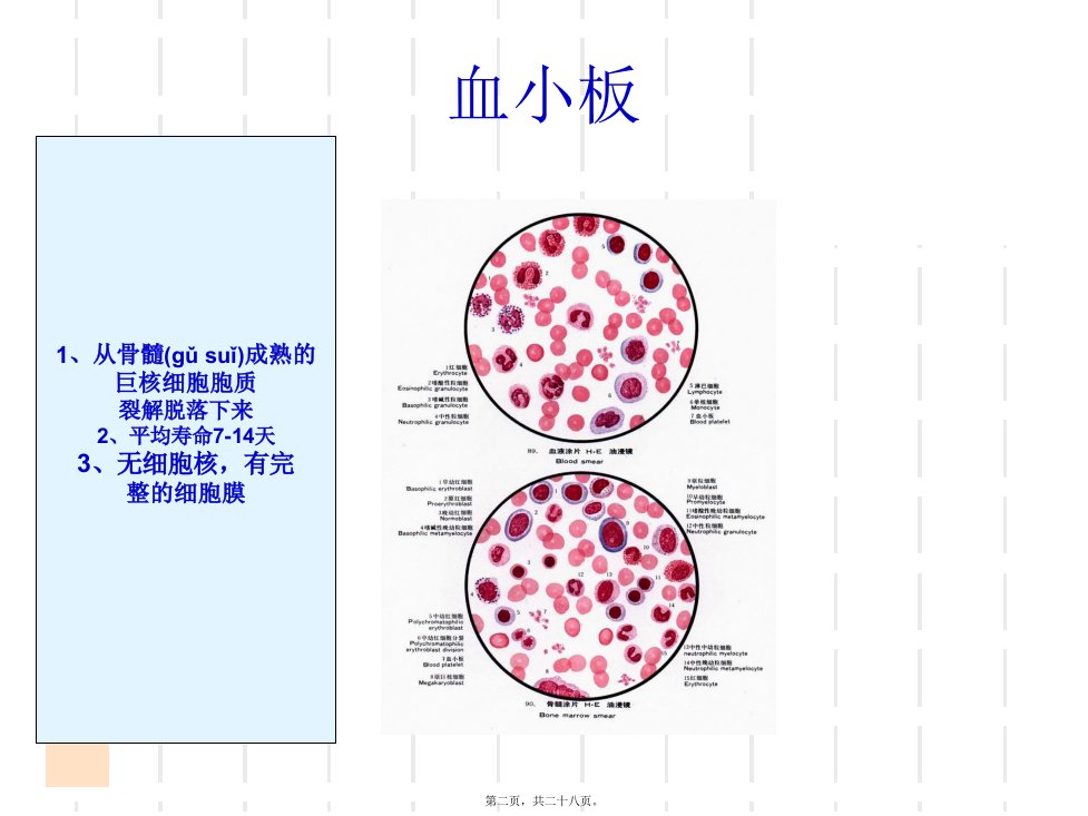 血栓形成过程分解