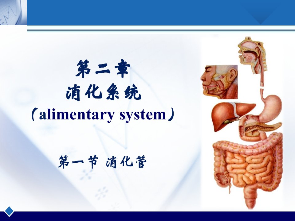 人体解剖消化系统胃课件