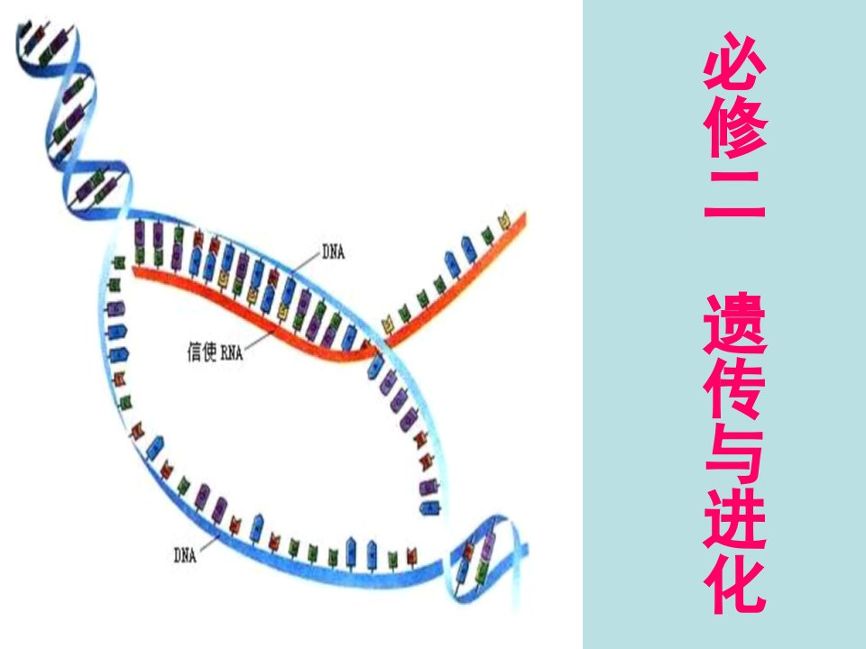 关于高中生物学业水平测试知识解读必修二28