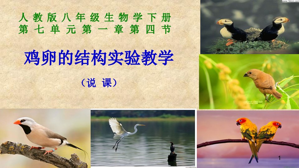 鸡卵的结构.ppt-说课-高中课件精选