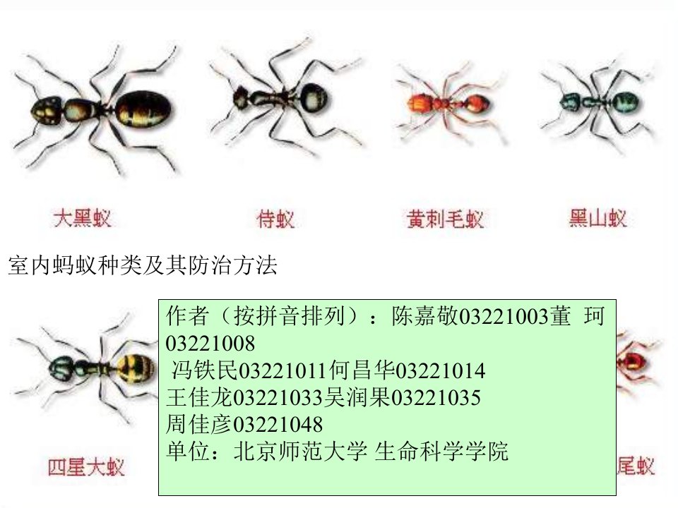 室内蚂蚁种类及其防治方法