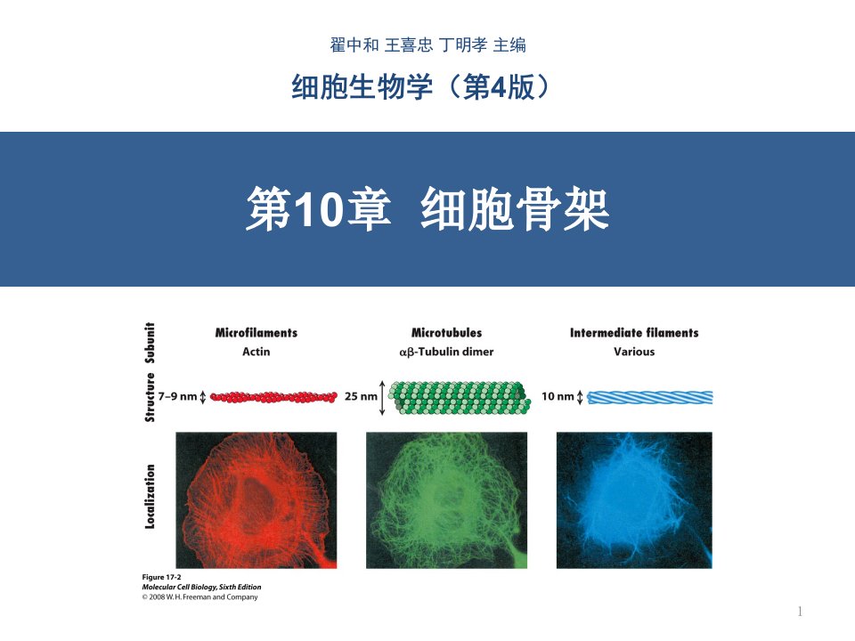 细胞生物学细胞骨架PPT精品文档