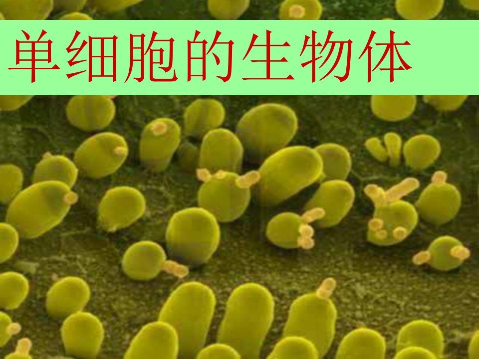 苏科版生物七下《单细胞的生物体》第一章