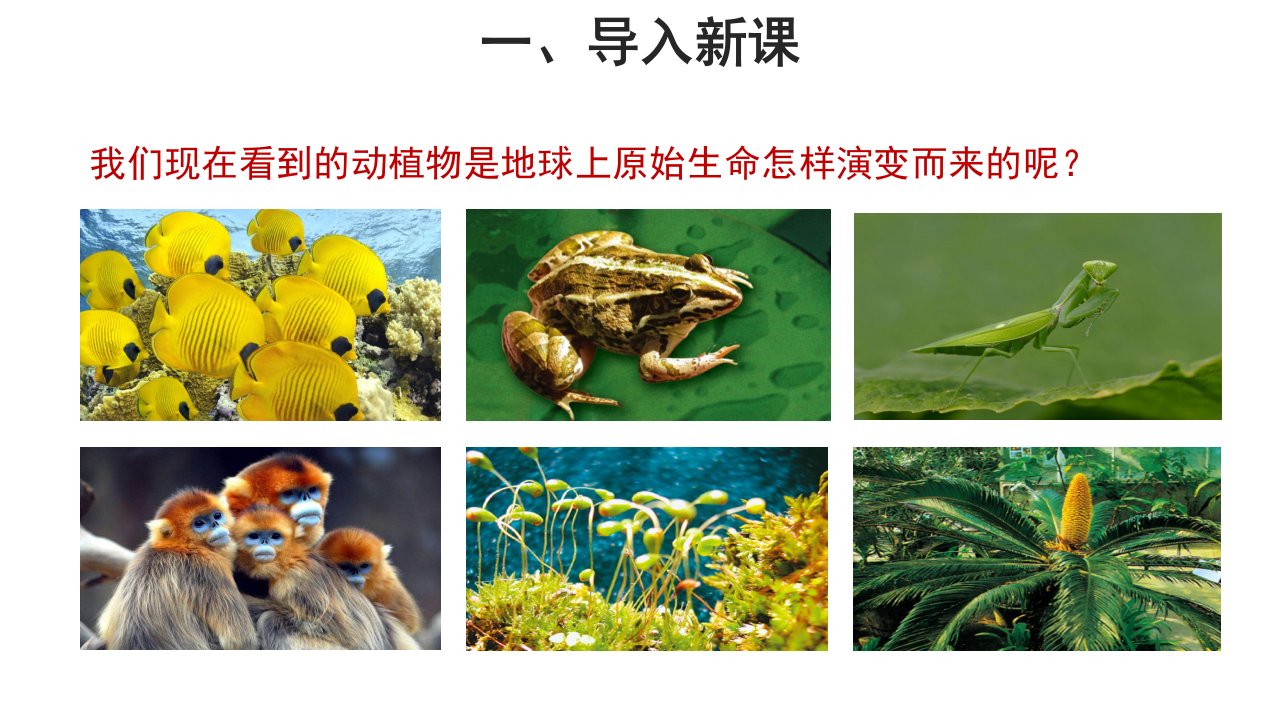 苏教版八年级上册第二节生物进化的历程教学课件