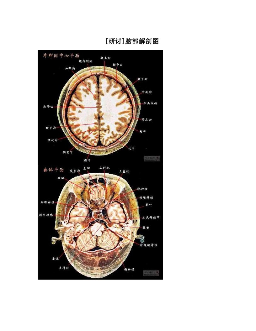 [研讨]脑部解剖图