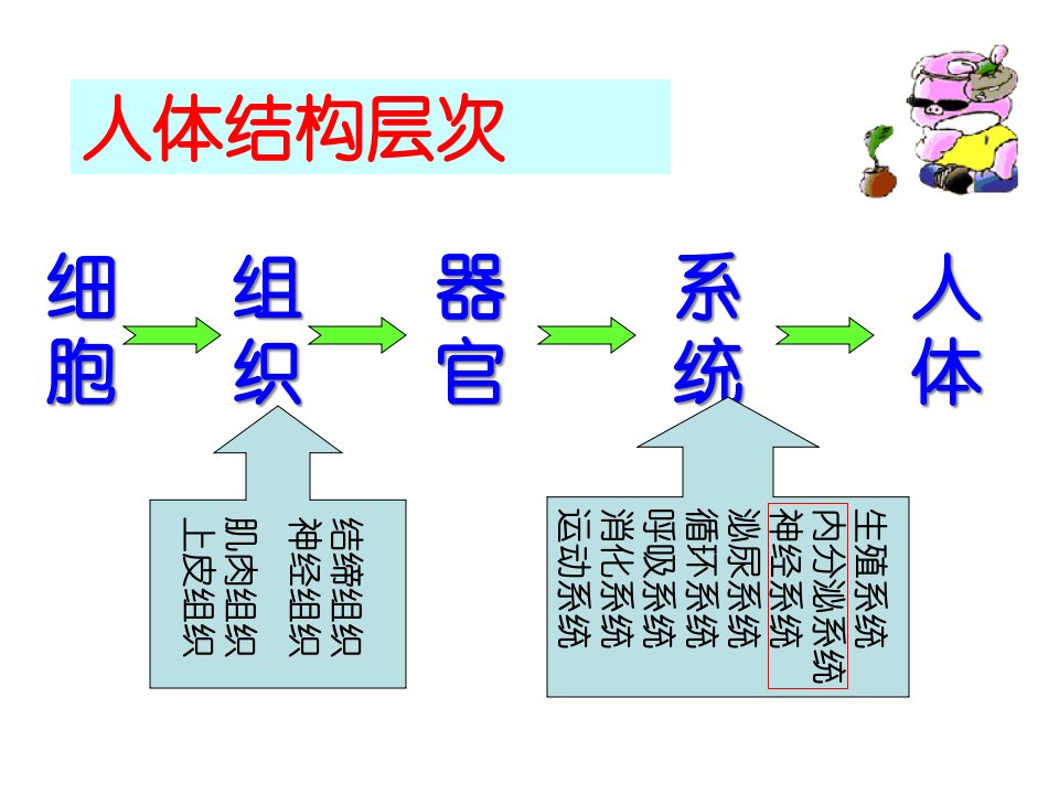 生物七下总复习消化呼吸市公开课一等奖省名师优质课赛课一等奖课件