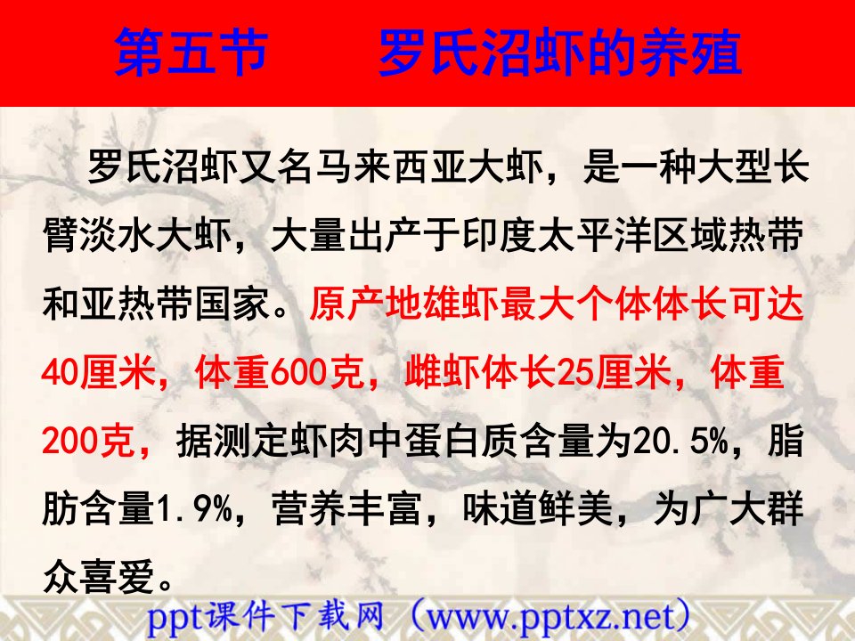 罗氏沼虾的养殖ppt课件.ppt