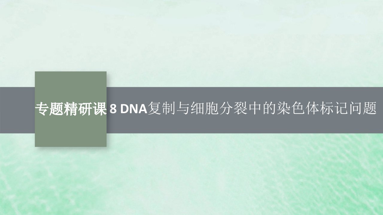 适用于新教材2024版高考生物一轮总复习第6单元遗传的分子基础专题精研课8DNA复制与细胞分裂中的染色体标记问题课件新人教版