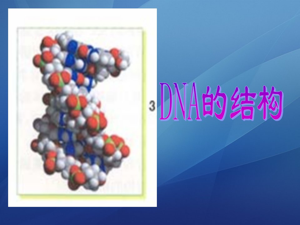 32DNA分子结构