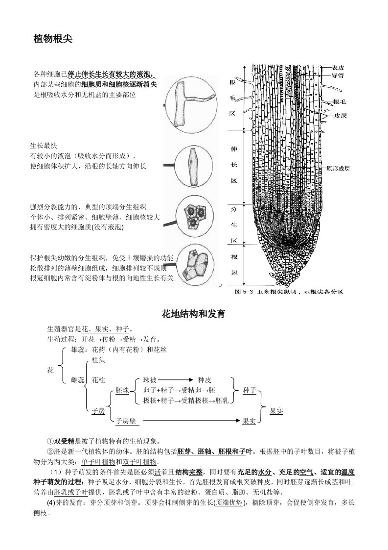 植物根尖结构示意图