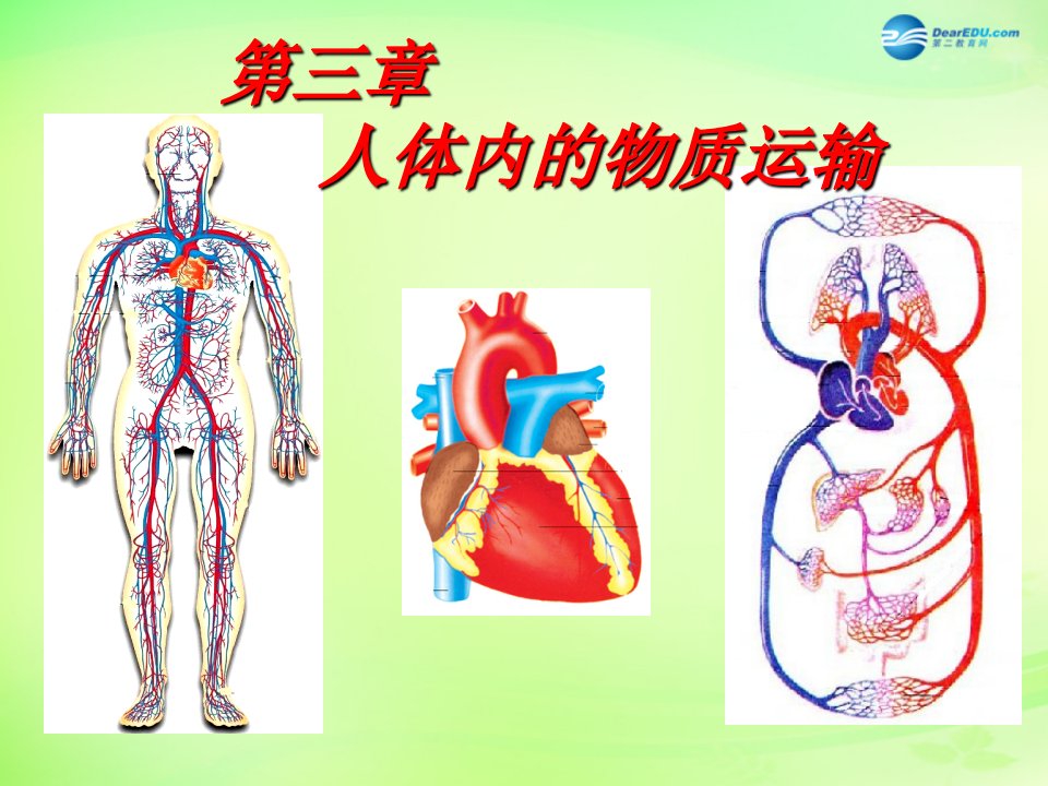 七年级生物下册