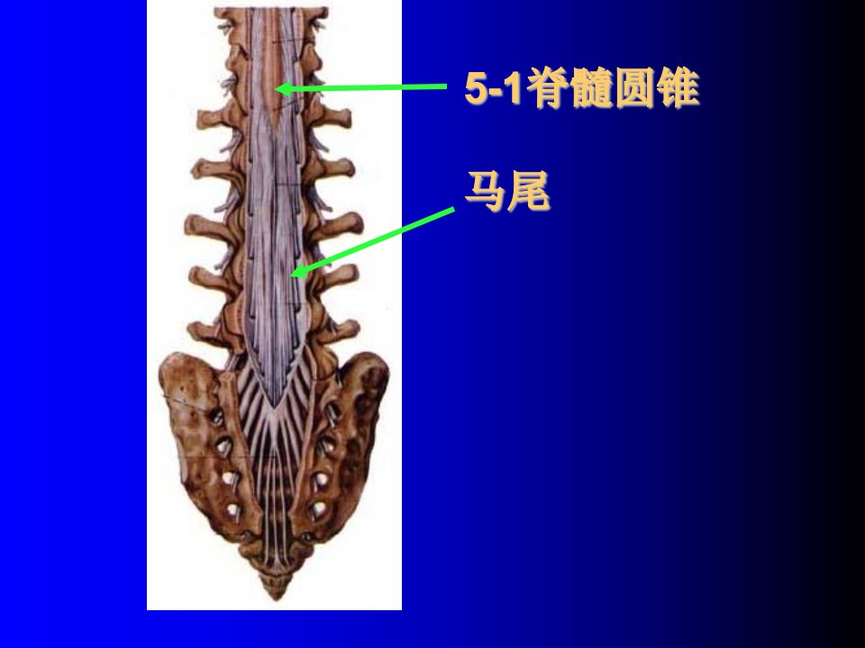 《神经实验试题复习》PPT课件