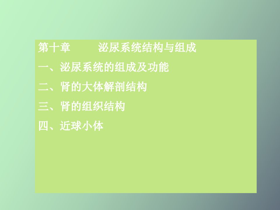 泌尿系统结构