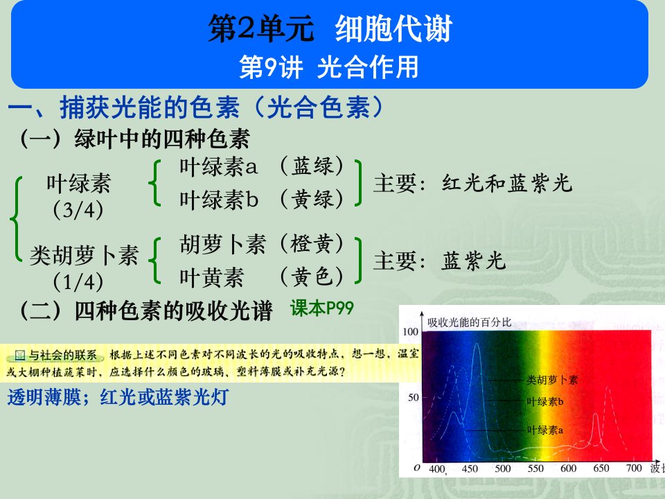 光合作用-张韶杰