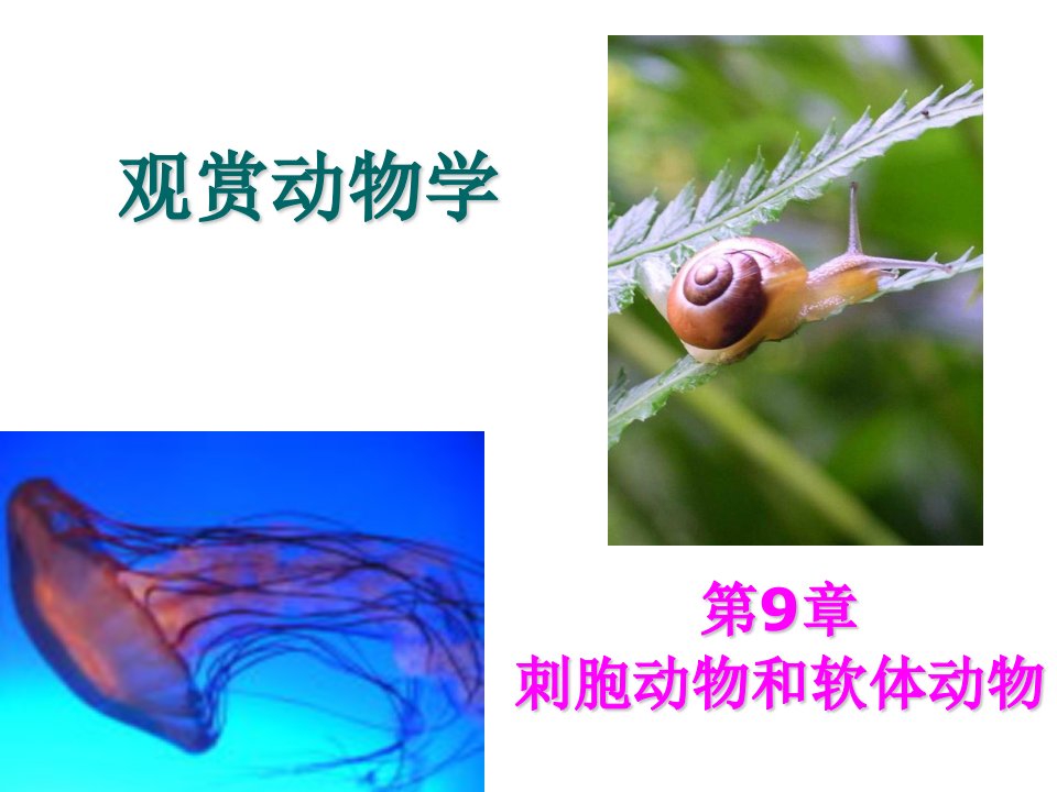 观赏动物学刺胞动物和软体动物