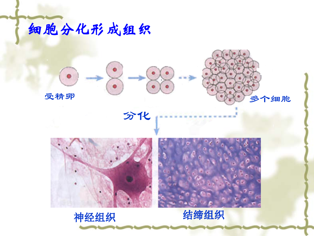 细胞分化的过程