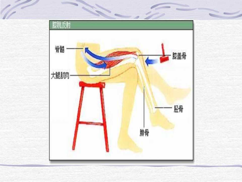 脊髓和脊神经