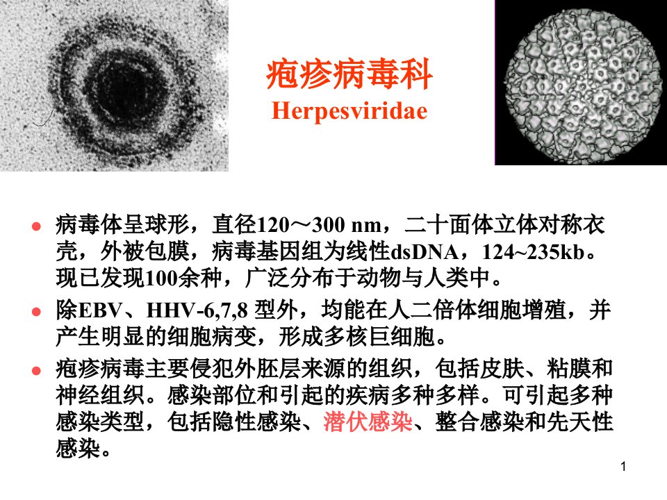 第二十七章-疱疹病毒课件