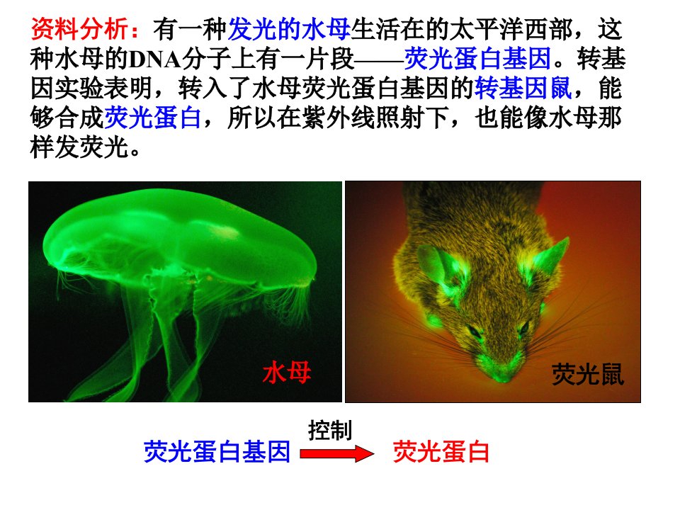 基因的表达公开课