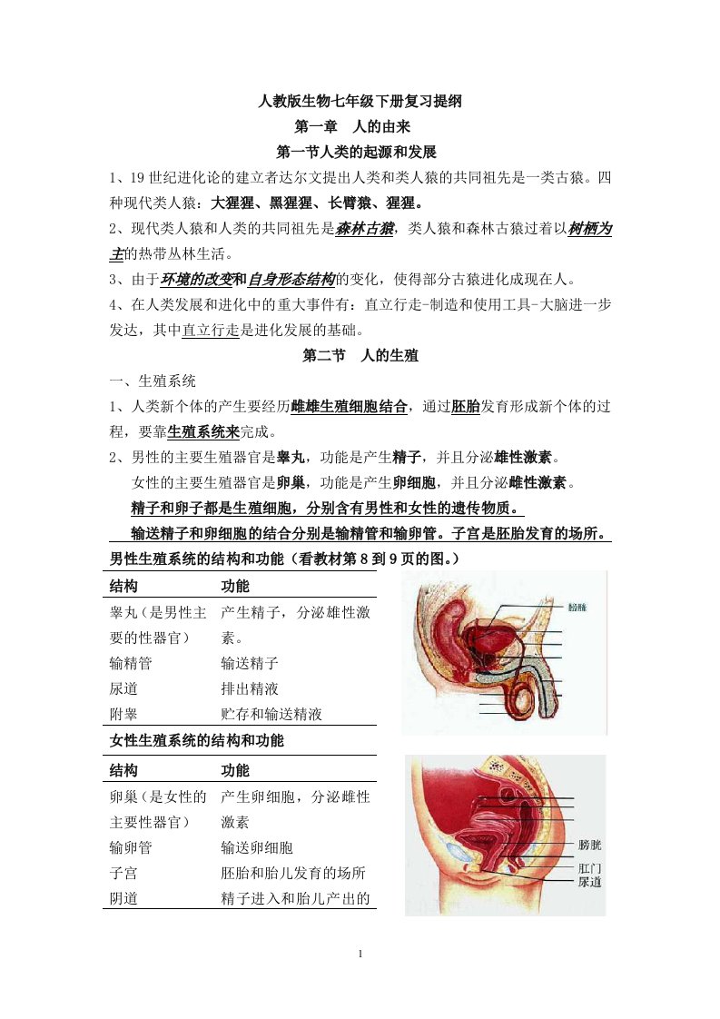 2016人教版生物七年级下册复习提纲