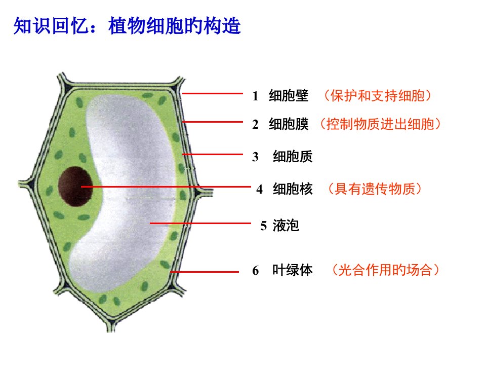 七年级生物细胞核是遗传信息库省名师优质课赛课获奖课件市赛课一等奖课件