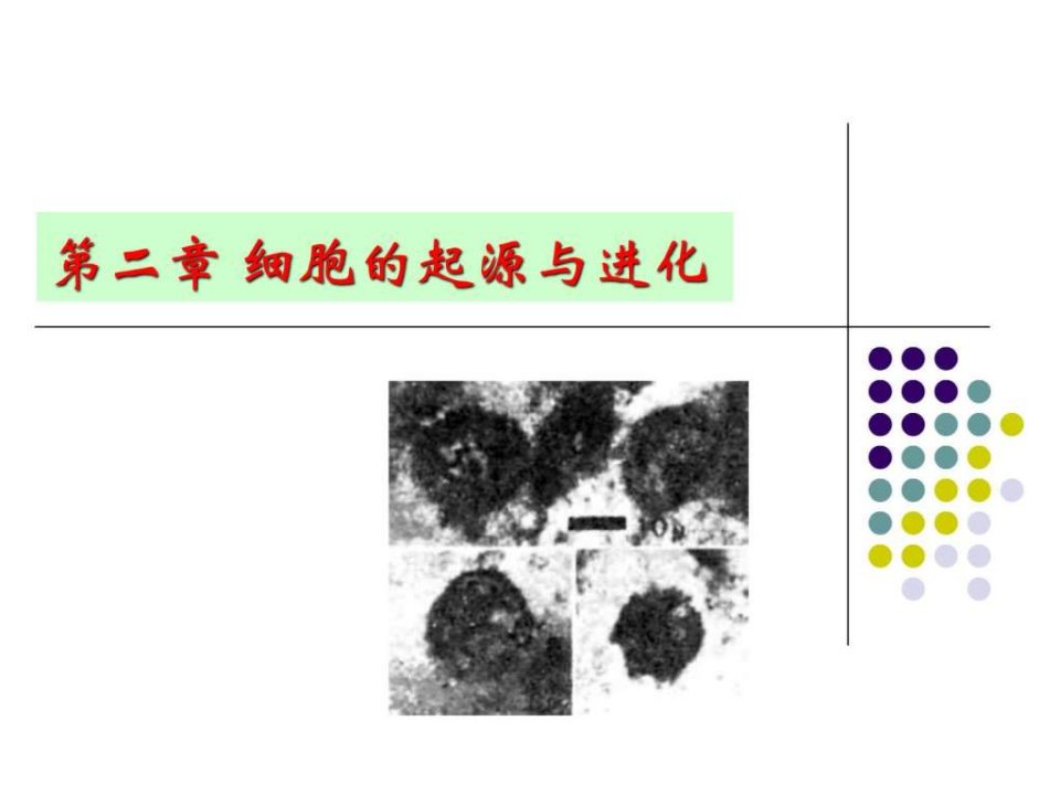 第二三章细胞的起源进化和基本特征细胞生物学.ppt45