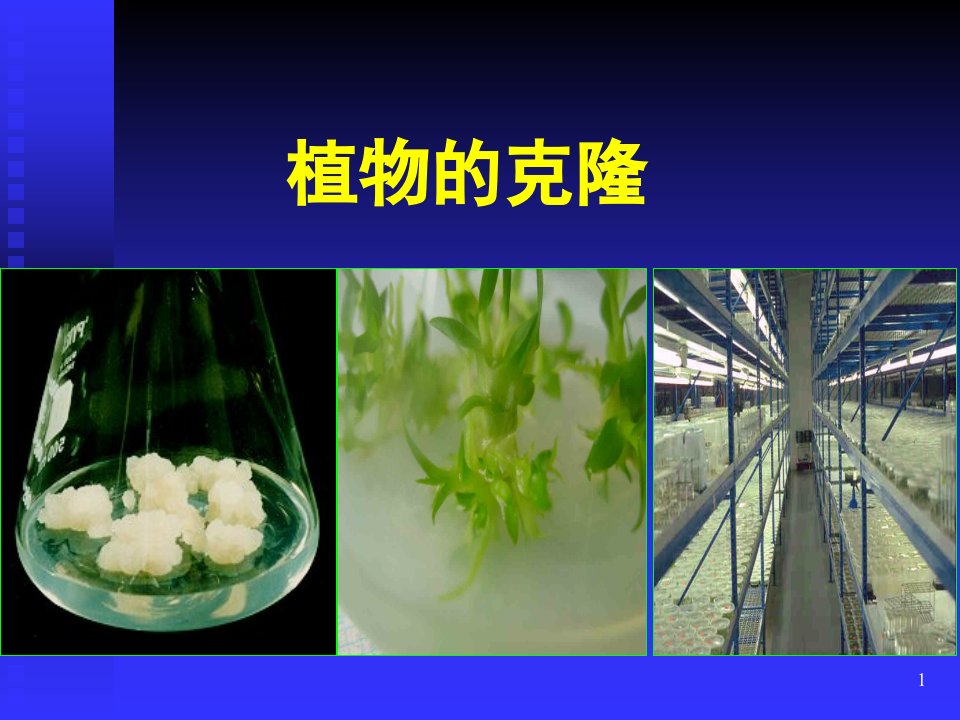 植物的克隆.ppt