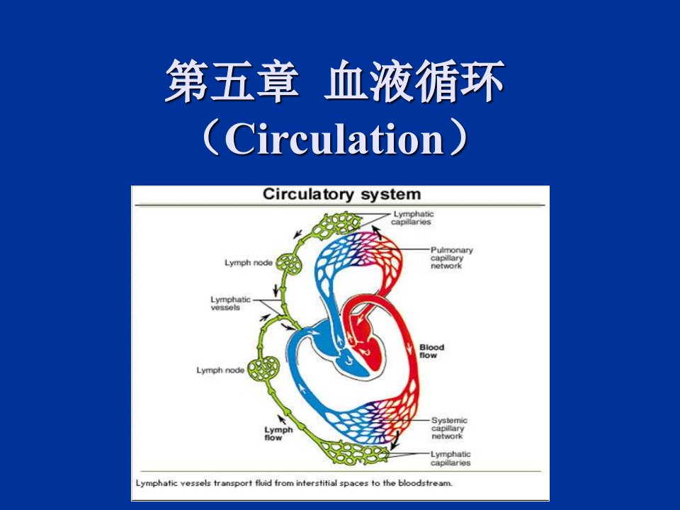 动物生理学血液循环