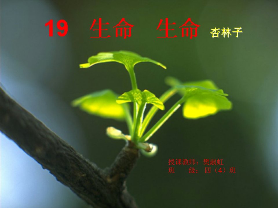 授课教师樊淑虹班级四4班