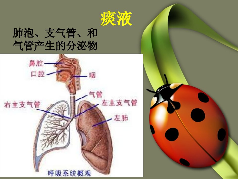 痰液与疾病总结