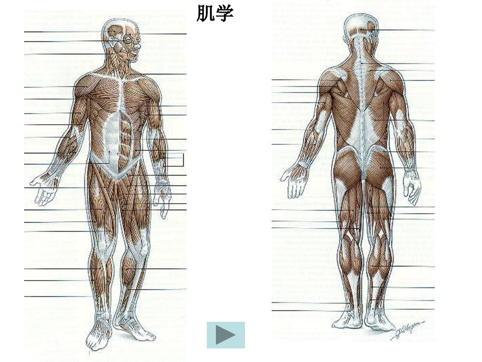 6肌学总论躯干肌new