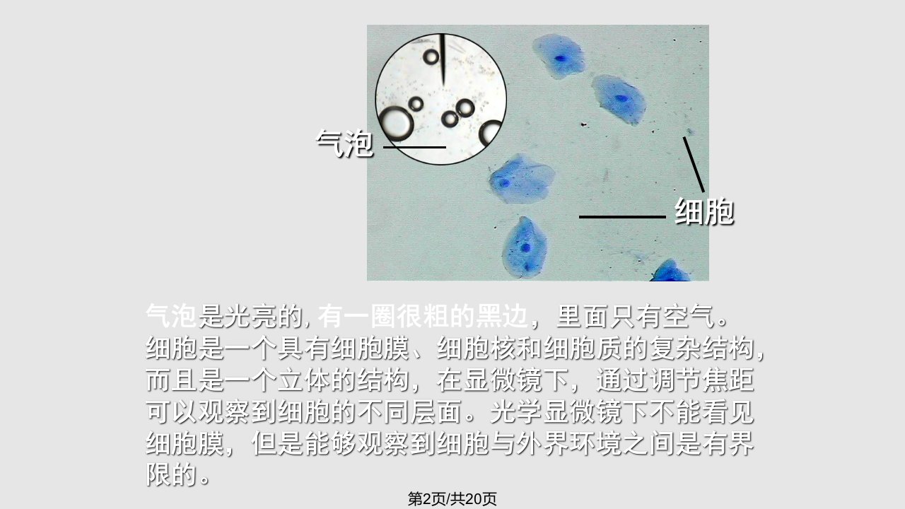 细胞膜系统边界