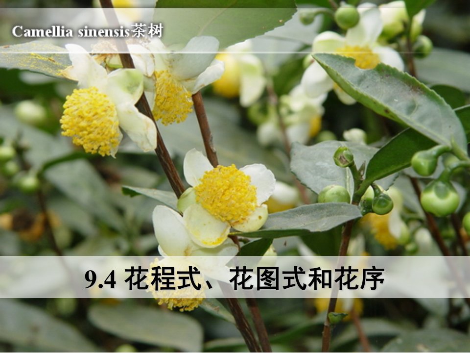 9.4-花程式、花图式和花序