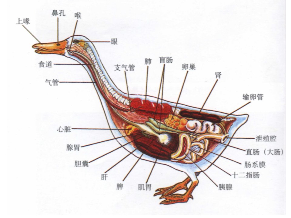 医学专题鸭病防治