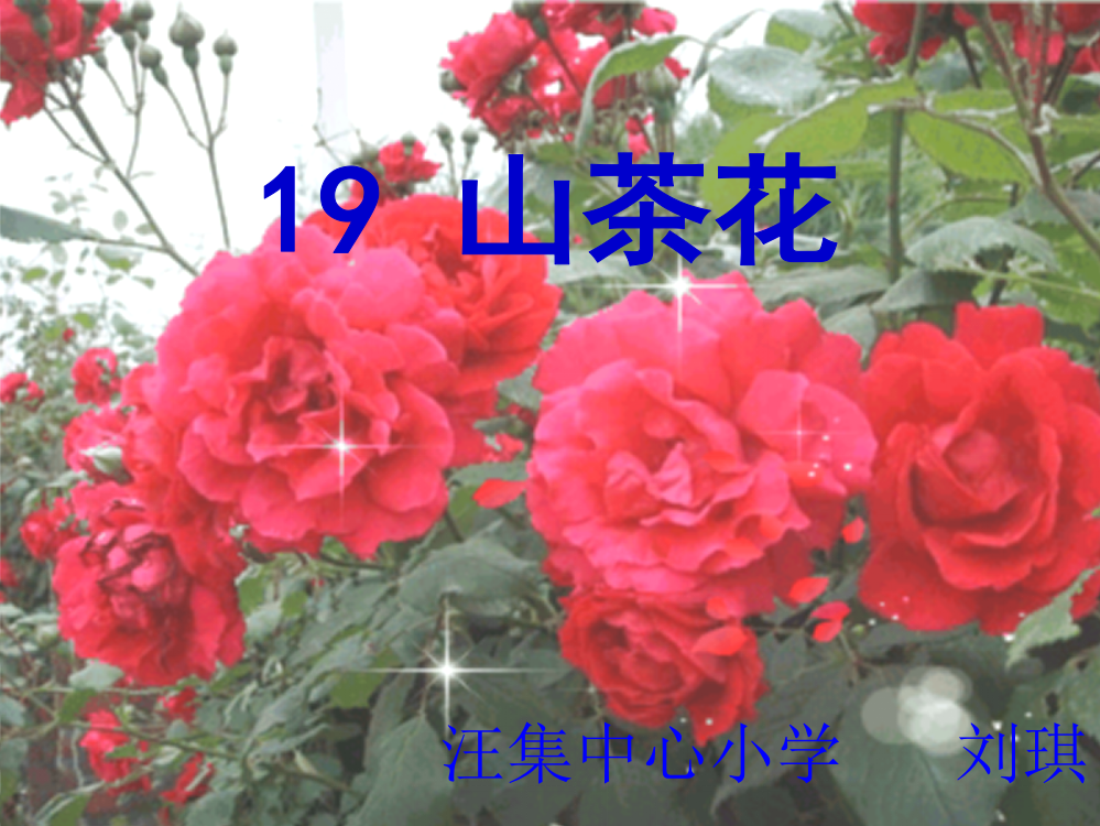 三上《山茶花》PPT