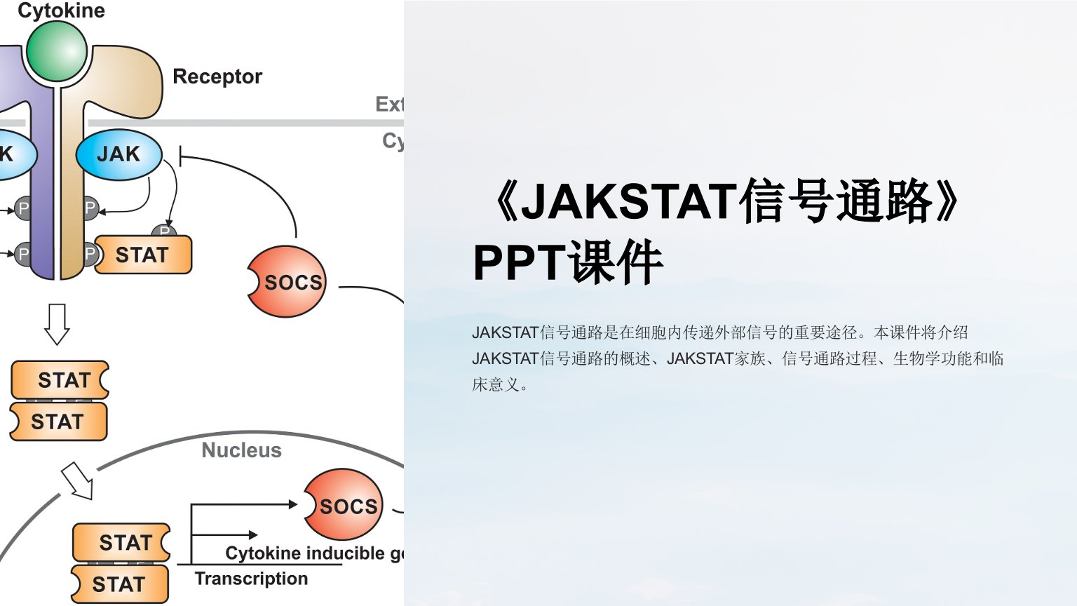 《JAKSTAT信号通路》课件