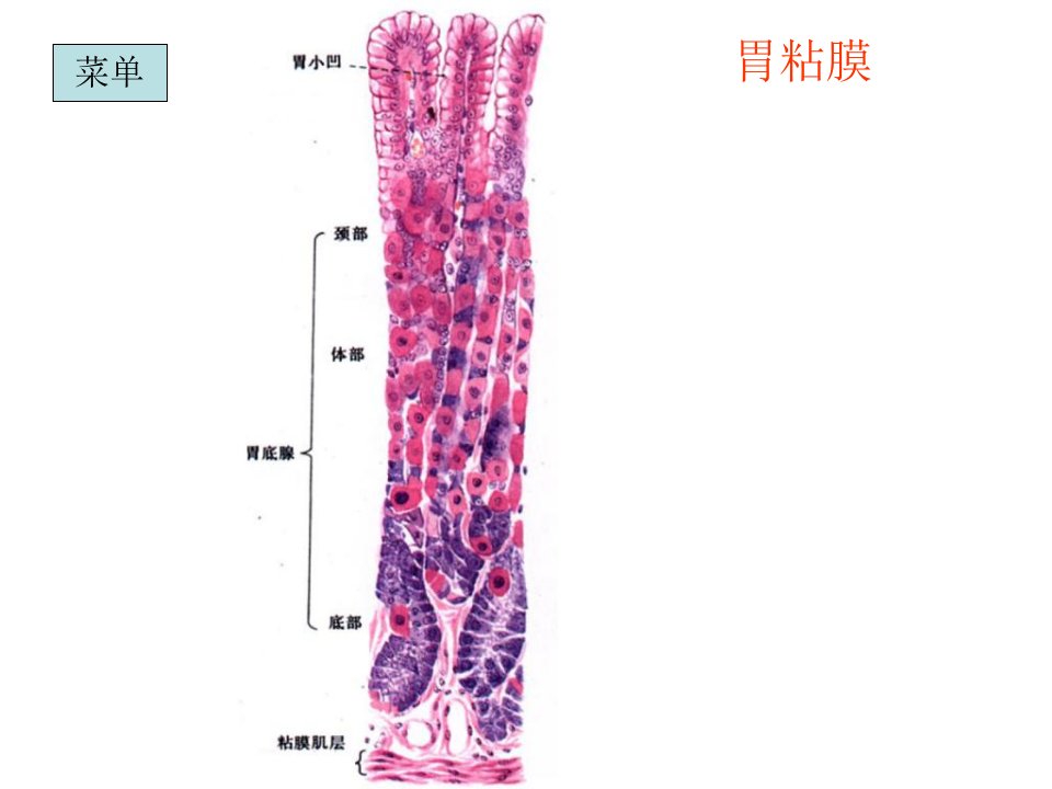 组织胚胎学切片复习下