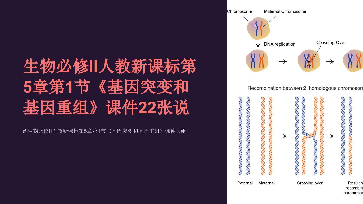 生物必修II人教新课标第5章第1节《基因突变和基因重组》课件22张说