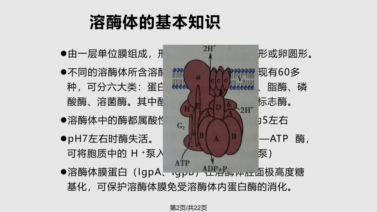 溶酶体与疾病19529