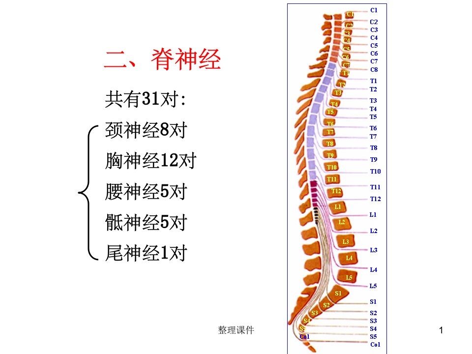 31对脊神经走形与支配