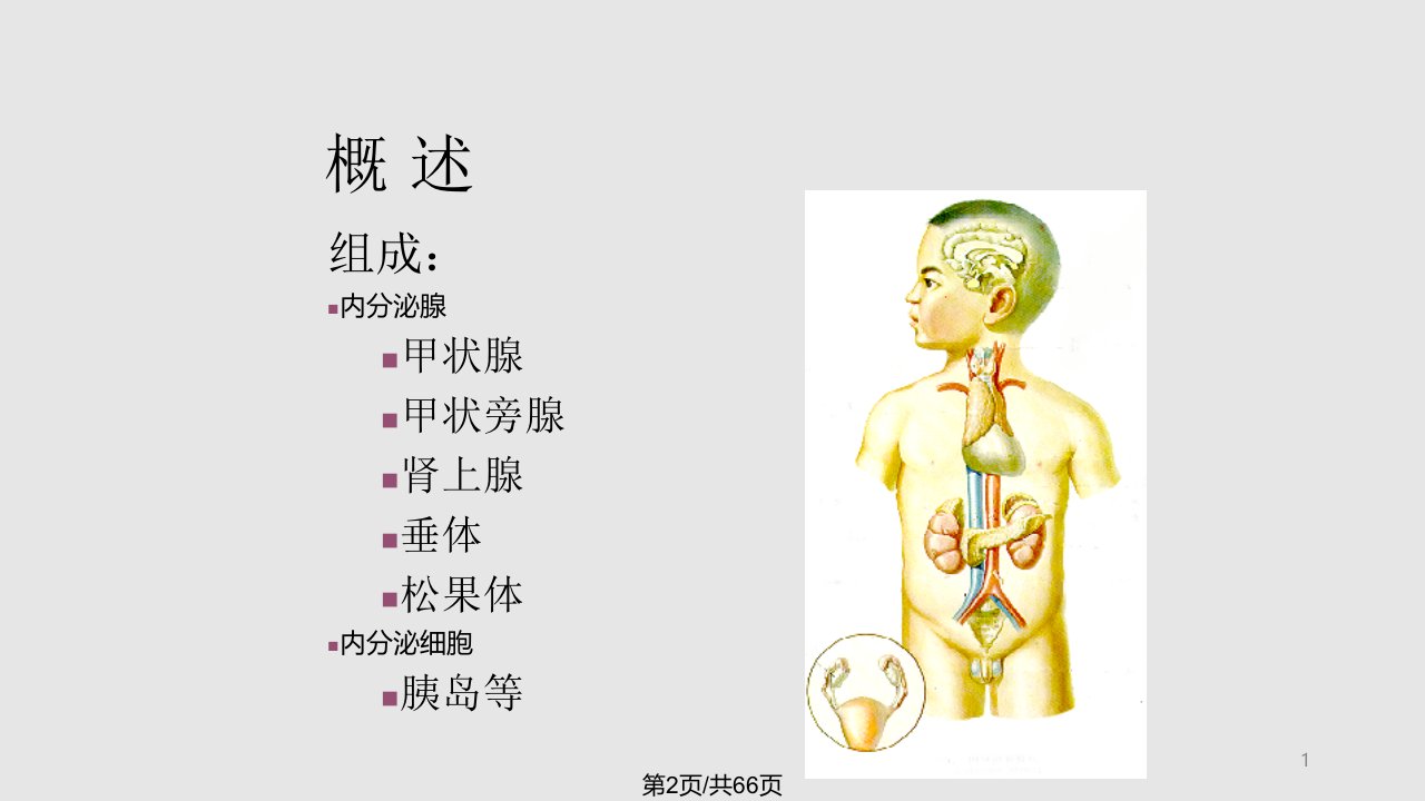 第12章内分泌系统