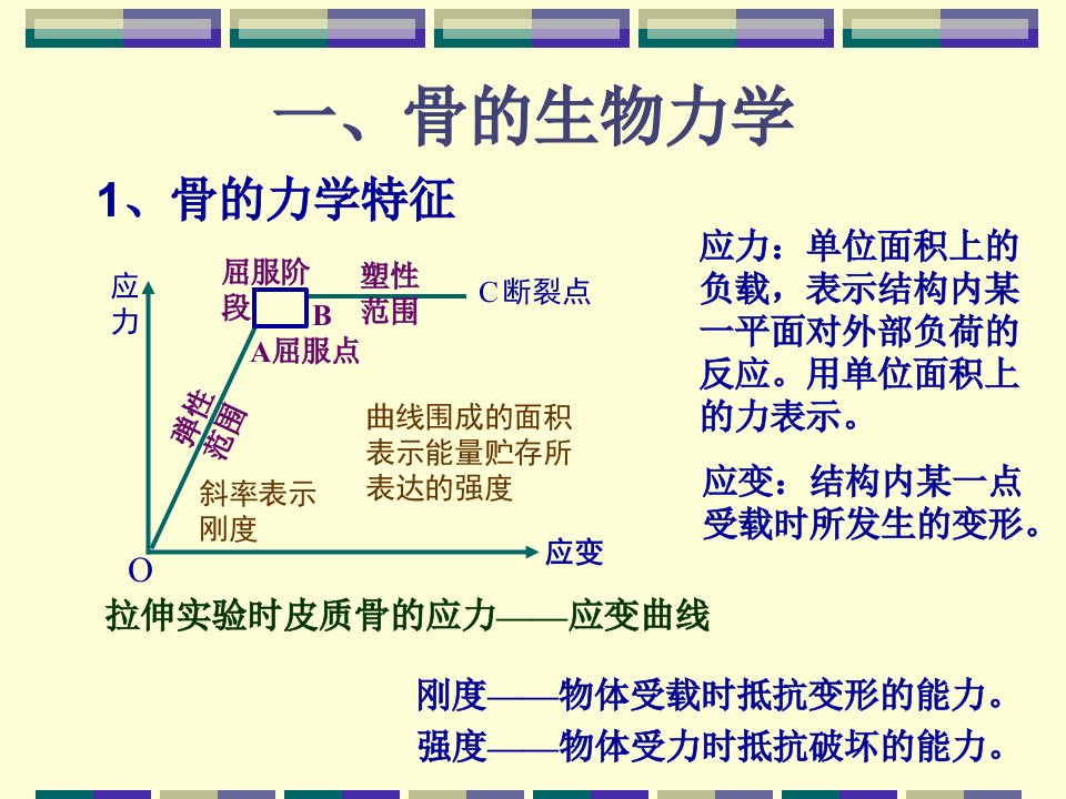 骨肌肉的力学特征ppt课件