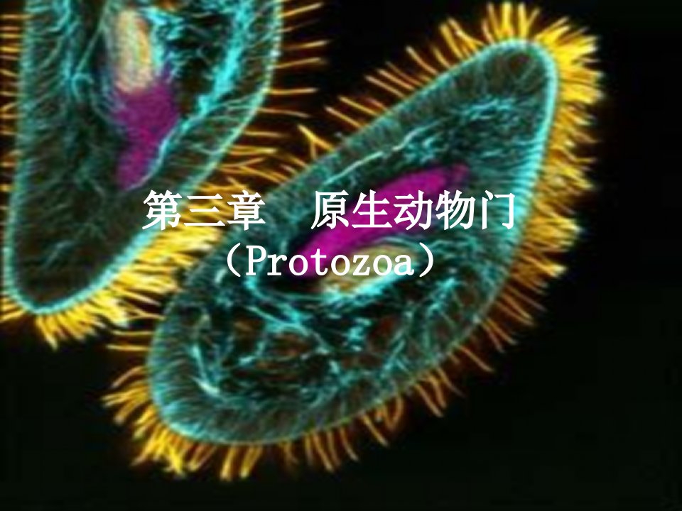 动物生物学原生动物门