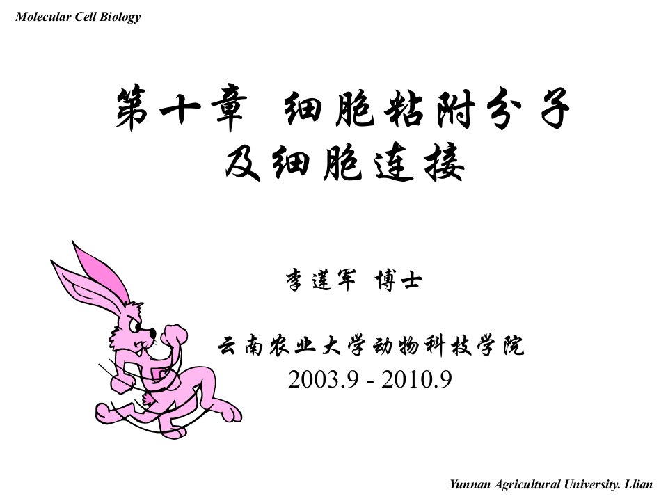 分子细胞生物学细胞粘附分子及细胞连结课件