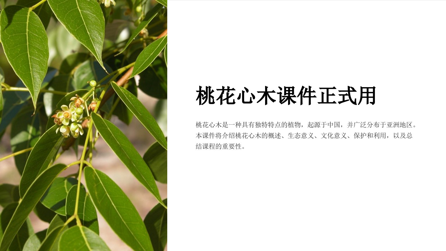 桃花心木》课件正式用