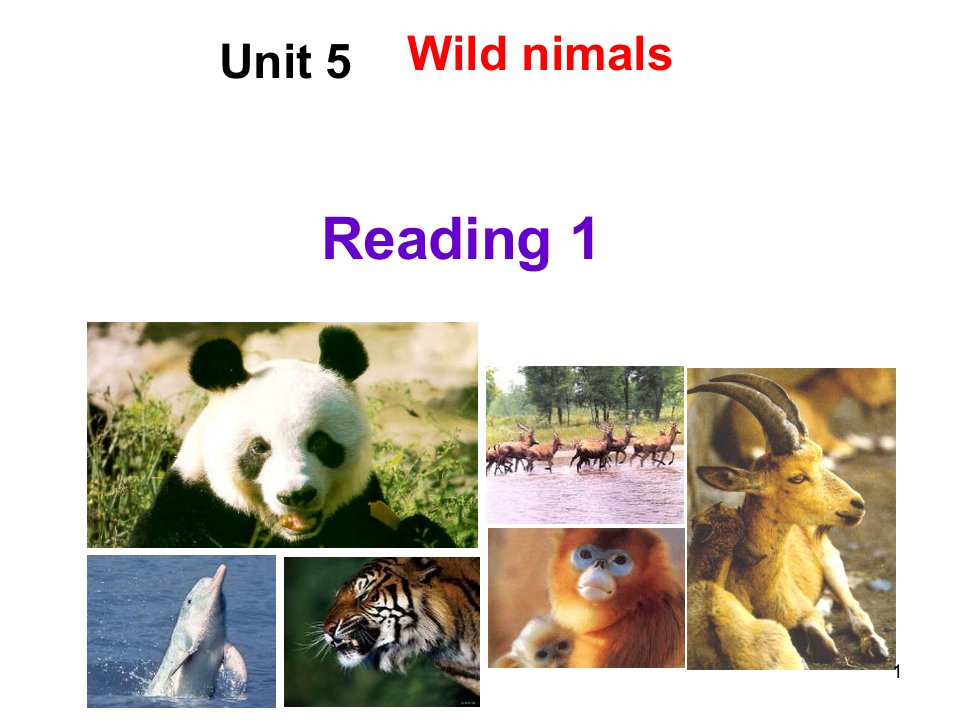 牛津译林版八年级英语上册《nit5WildanimalsReading1Giantpandas》优质课ppt课件