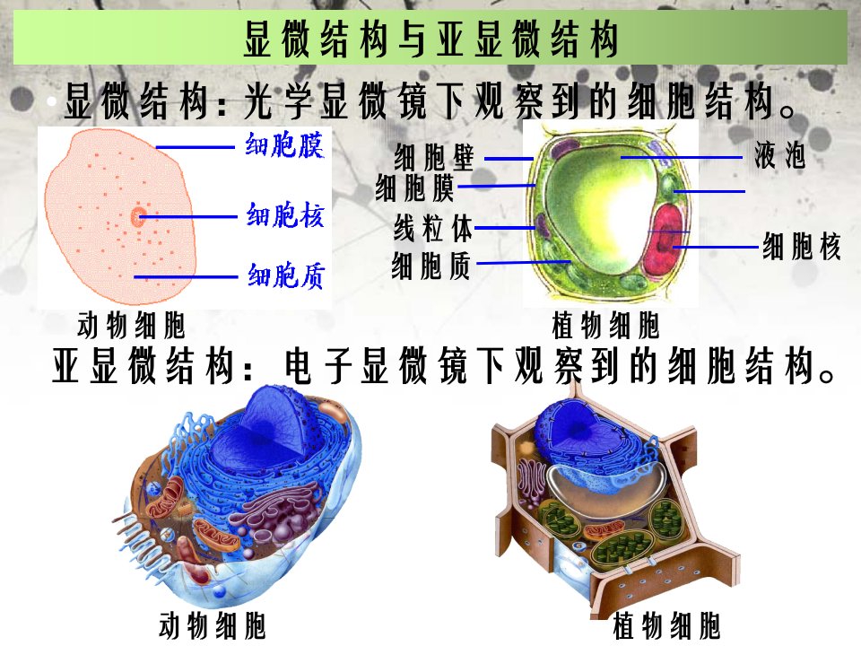 细胞器讲解1轮复习必修一