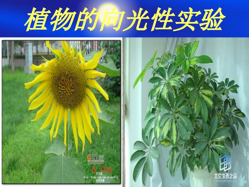 植物向光性实验