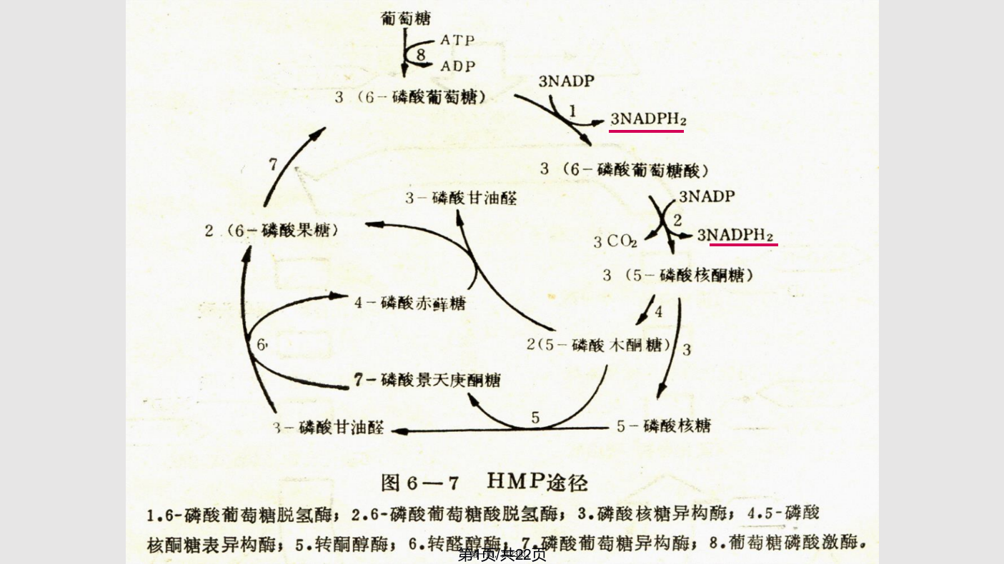 二HMP途径戊糖磷酸途径Hexose