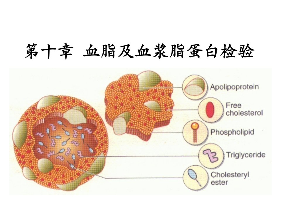 血脂及血浆脂蛋白检验